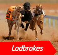 Latest Greyhound Results The Betting Site